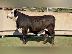 Bred Black Whiteface