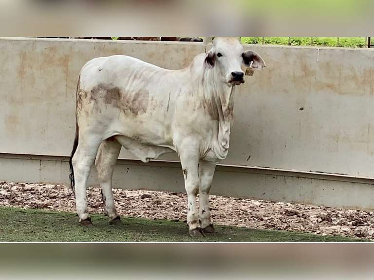 Brahman