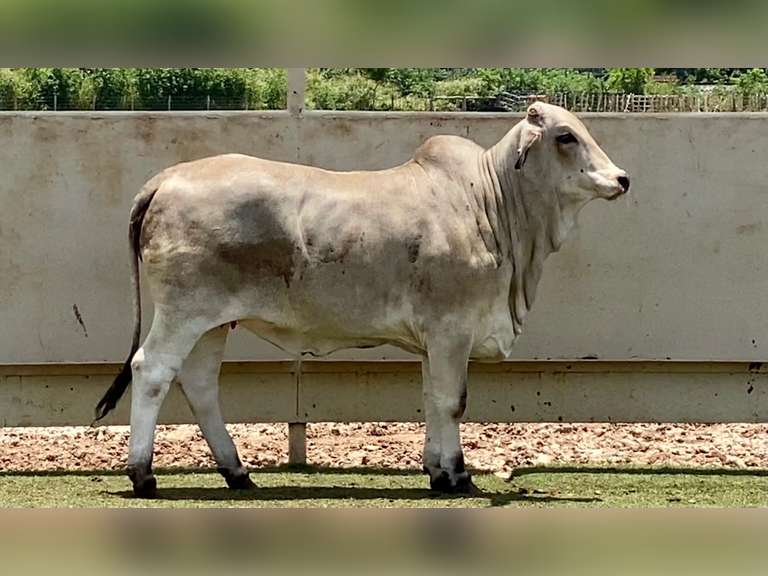 Brahman