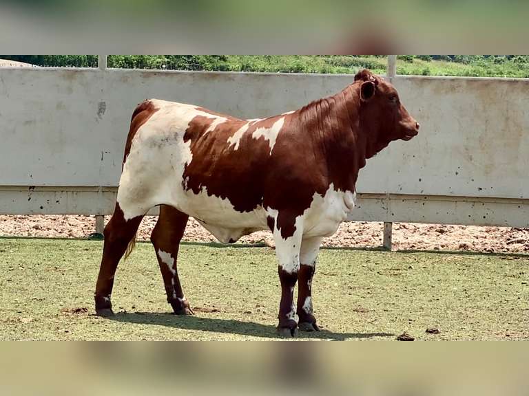 Beefmaster
