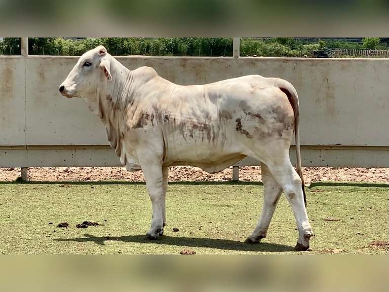 Brahman