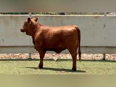 Beefmaster