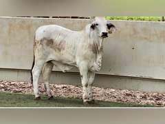 Brahman