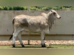 Brahman