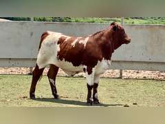 Beefmaster