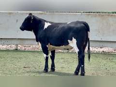 Black Beefmaster