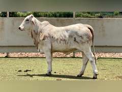 Brahman