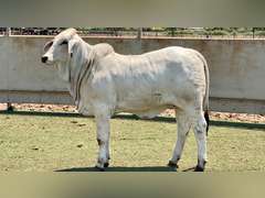 Brahman