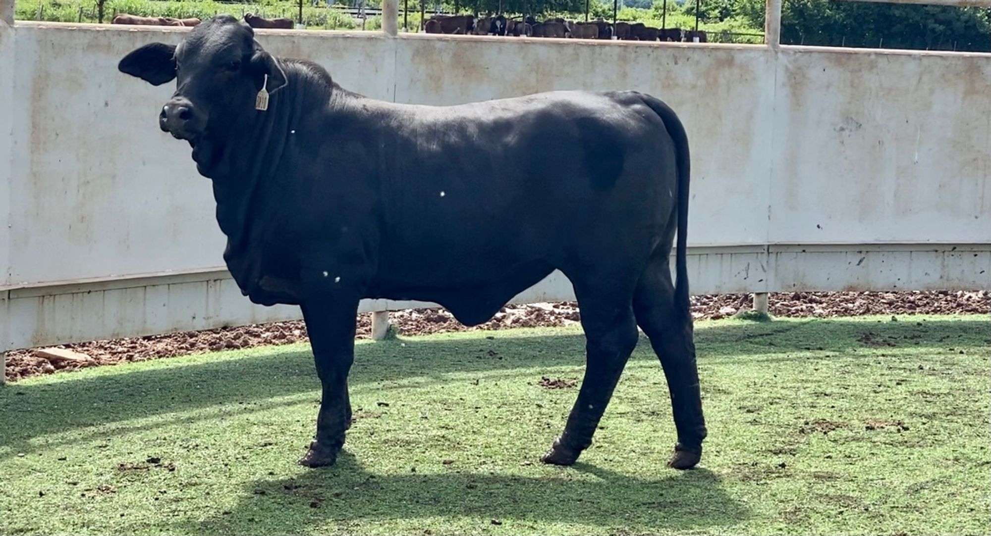 blackmeans brahman 法被 BRAHMAN×blackmeans 法被(はっぴ) br-bm-005 - tactics RECORDS