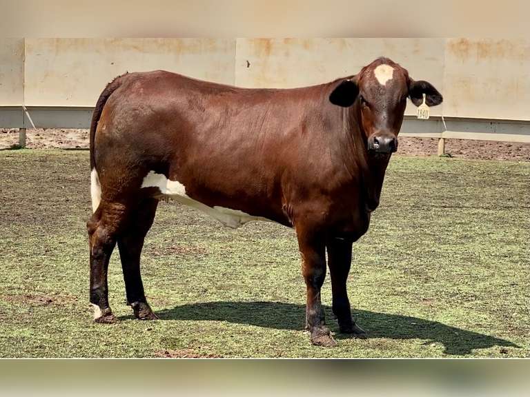 Chocolate Beefmaster