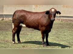 Chocolate Beefmaster