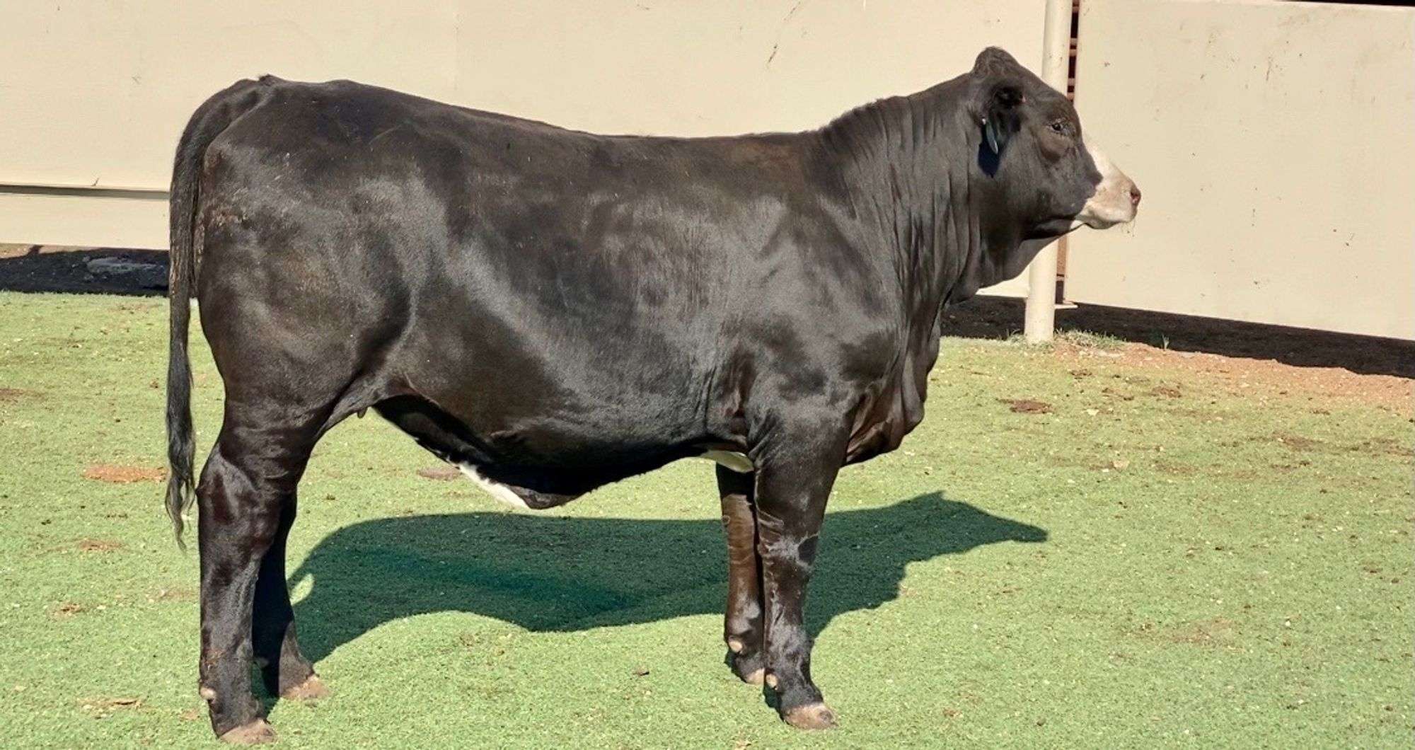J&J Cattle Co: Akaushi, Brahman, & Braford Replacement