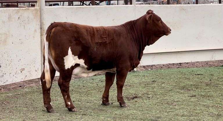 Beefmaster
