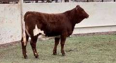 Beefmaster