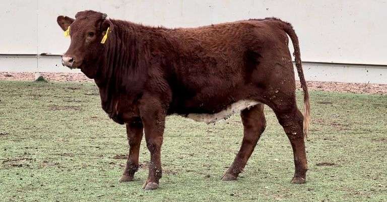Registered Beefmaster