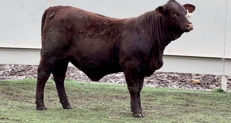 Santa Gertrudis