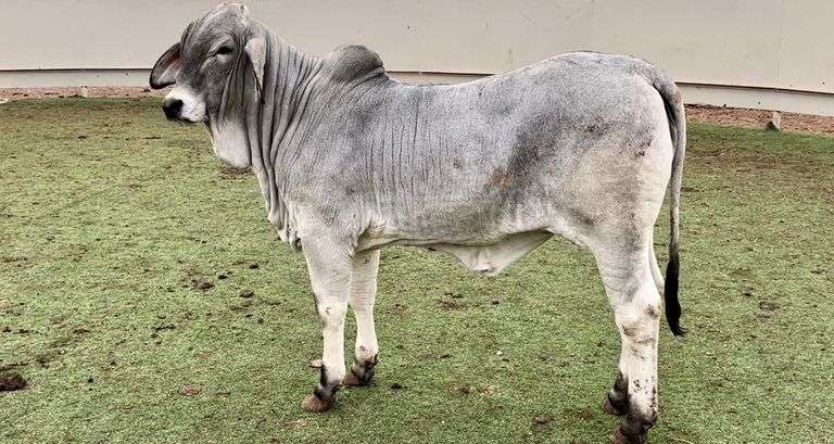Brahman