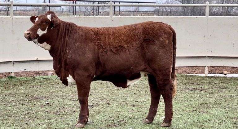 Santa Gertrudis-Hereford Cross