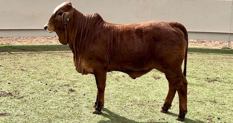Brahman Cross