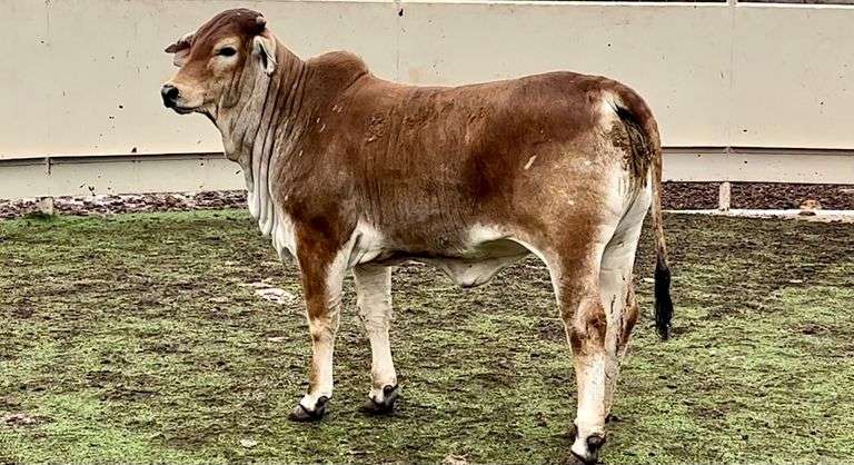 Red Brahman Cross