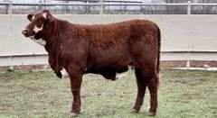 Santa Gertrudis-Hereford Cross