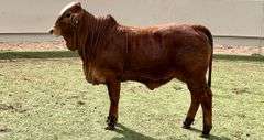 Brahman Cross