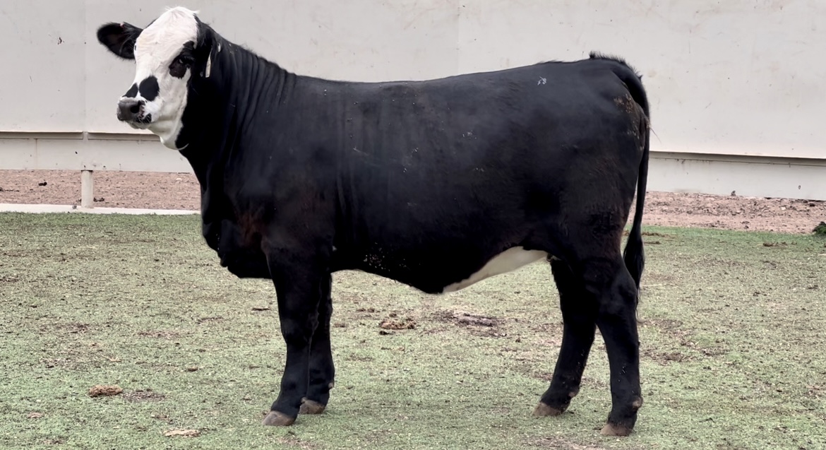 blackmeans brahman 法被 Yahoo!オークション - BRAHMAN × blackmeans ブラフマン ブラックミー