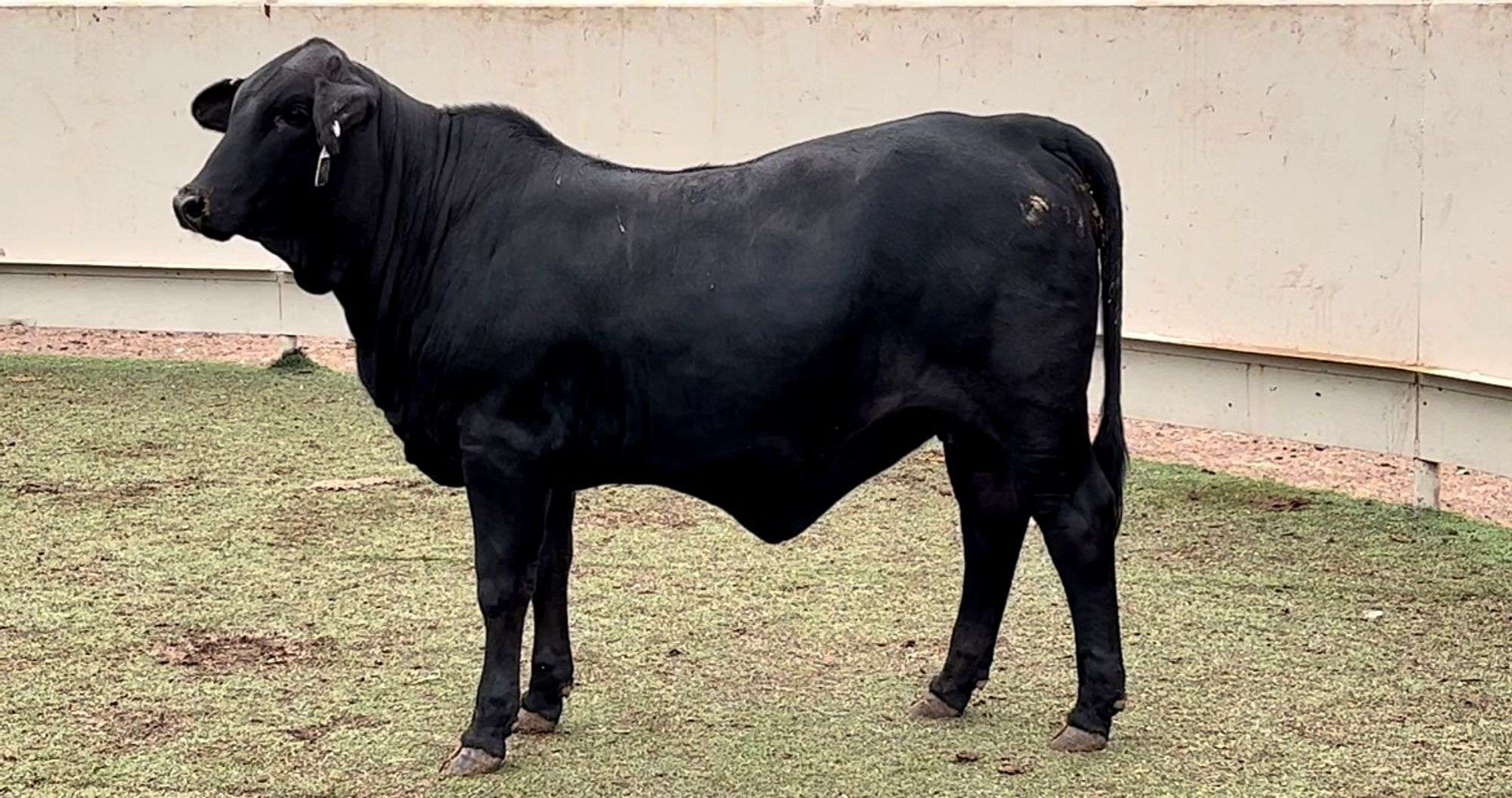 blackmeans brahman 法被 IgJazRYfz5PB0PE5rw4cN9q7.jpeg