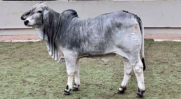 Brahman