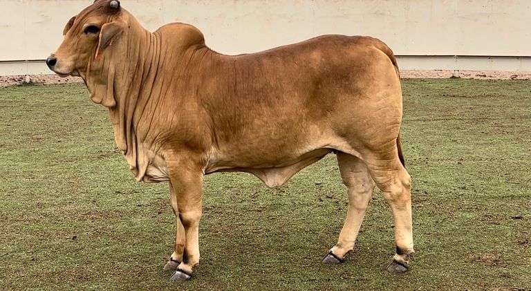 Red Brahman