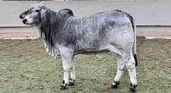 Brahman