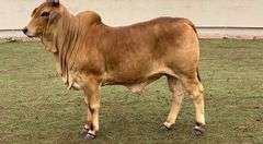 Red Brahman