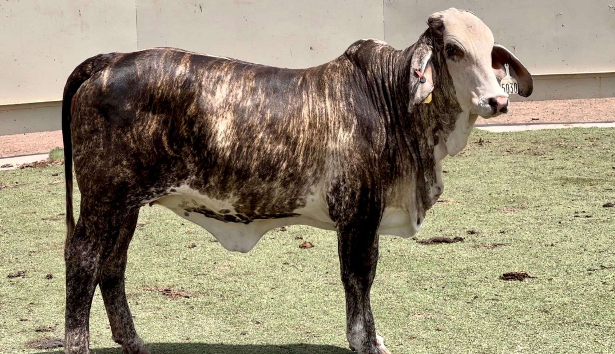 Beefmaster, Simbrah, Braford & More - J&J Cattle Co