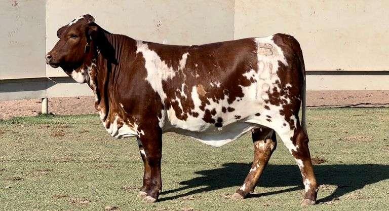Painted Beefmaster