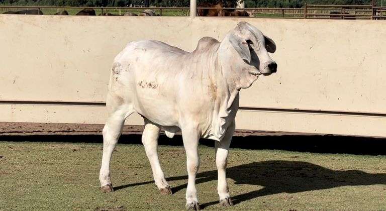 Brahman