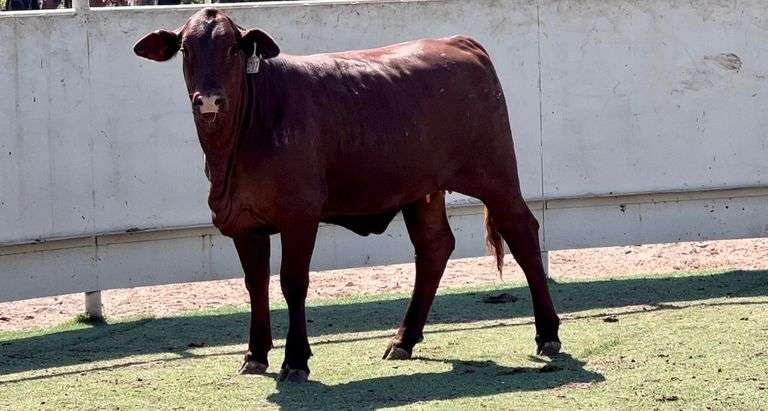 Santa Gertrudis