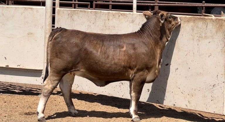 Braunvieh Brahman