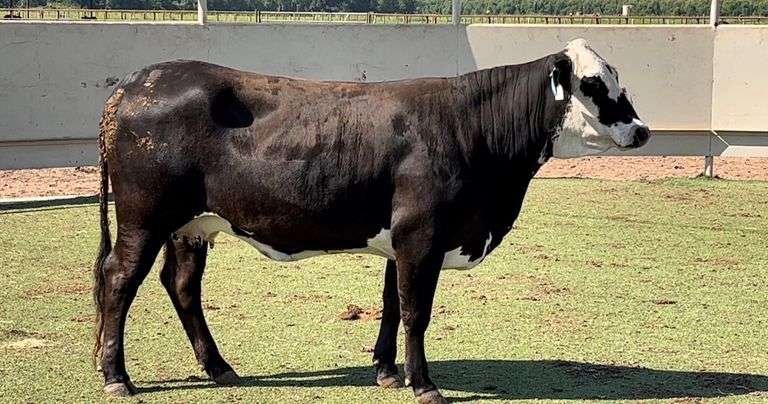 Bred Black Motley