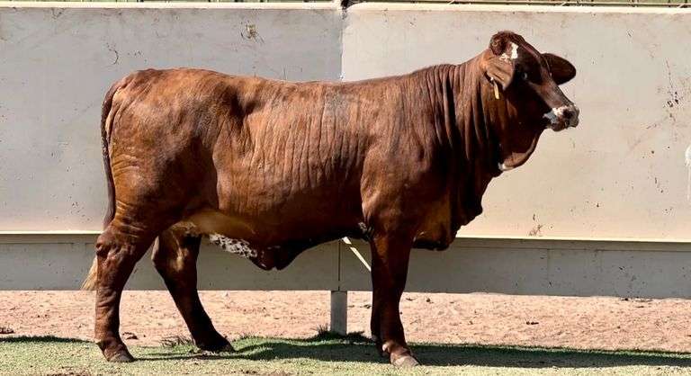Tiger Beefmaster