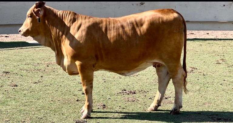 Beefmaster