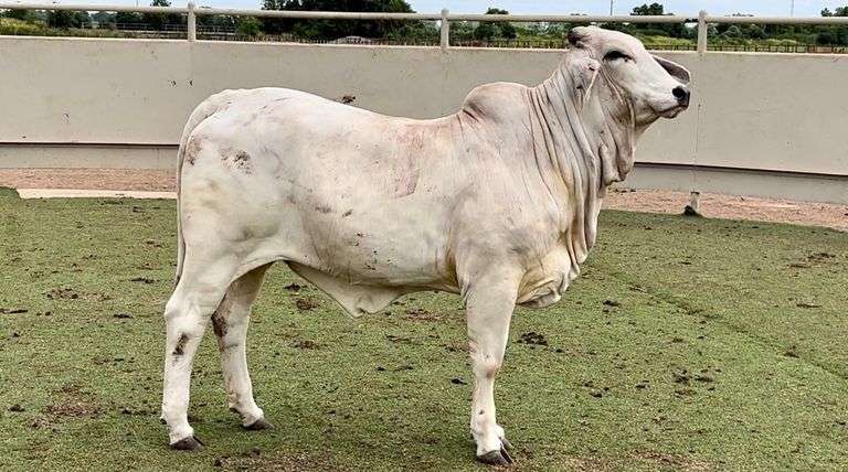 Brahman