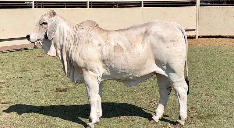Brahman