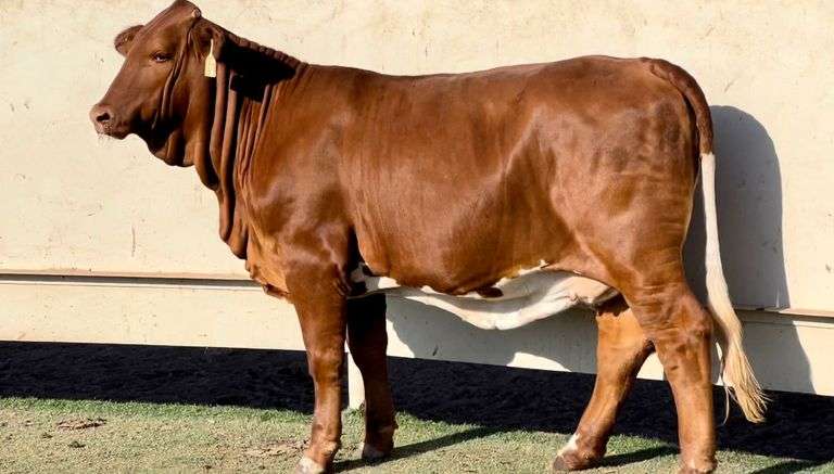 Beefmaster