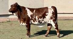 Painted Beefmaster