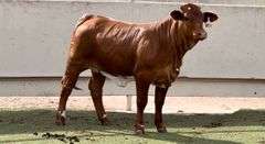 Beefmaster