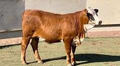 Red Whiteface Braford