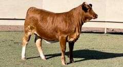 Beefmaster