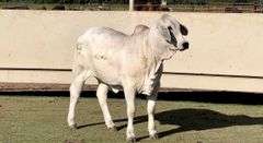 Brahman