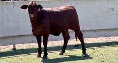 Santa Gertrudis