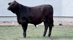 Chocolate Stripe